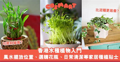 水 種 植物 風水|水種植物風水｜香港水種植物入門！風水擺放位置/換 